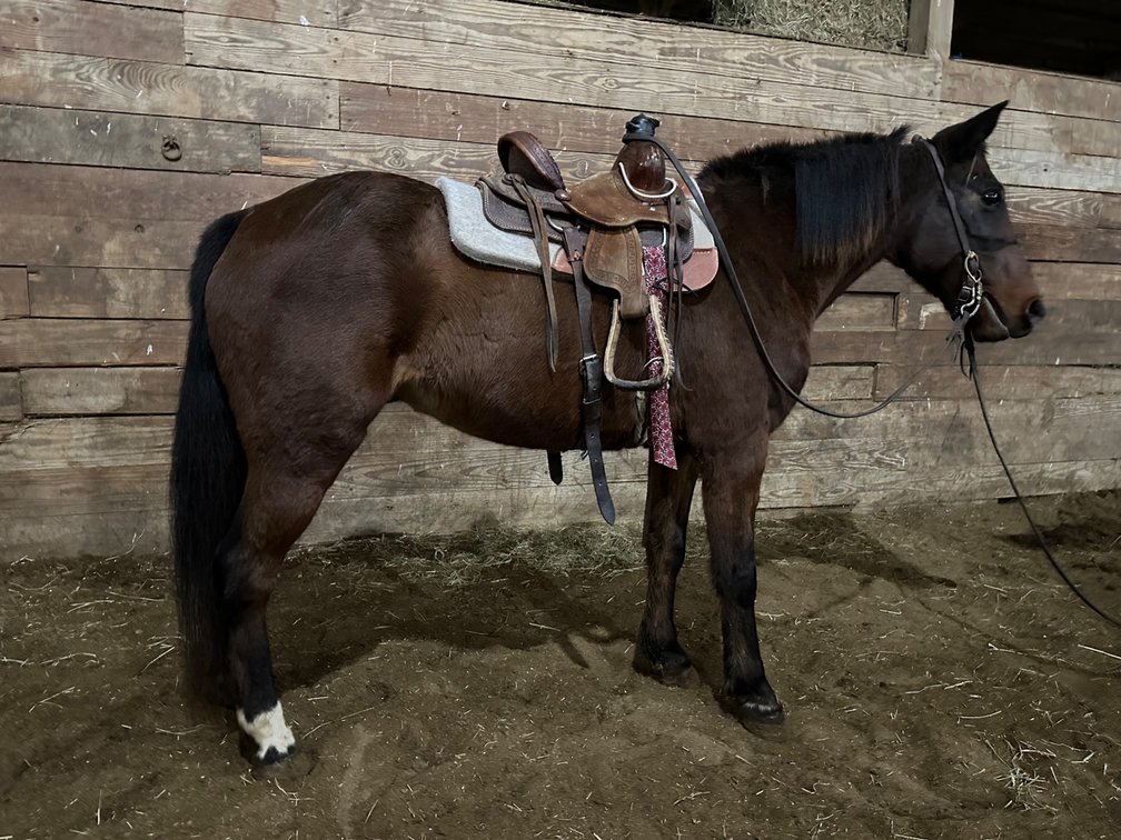 11 year old 53 inch pony gelding