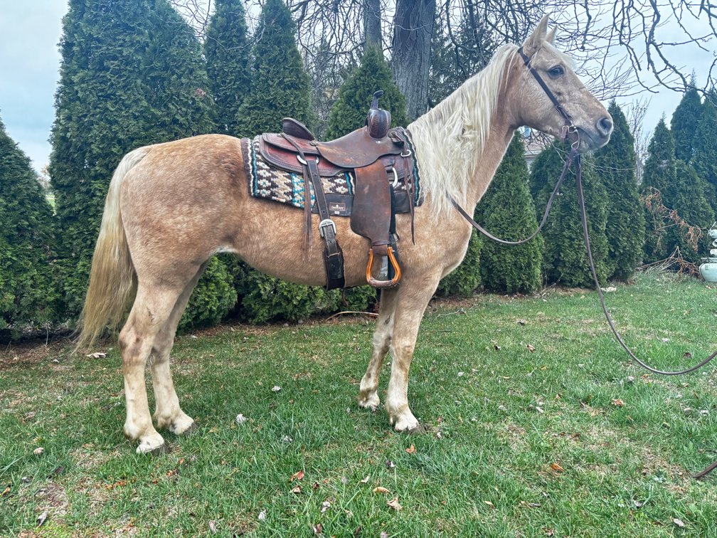 Sister is a 13 year old 15 hand gaited mare