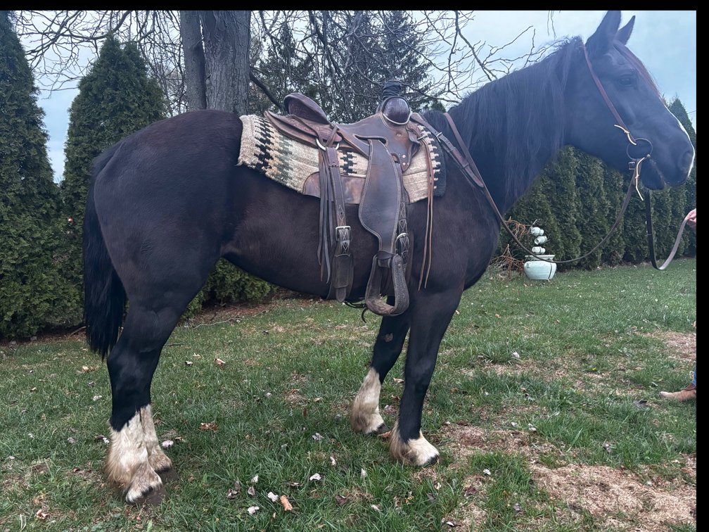 Barbie - is a 10 year old shire cross mare stands 16 hands