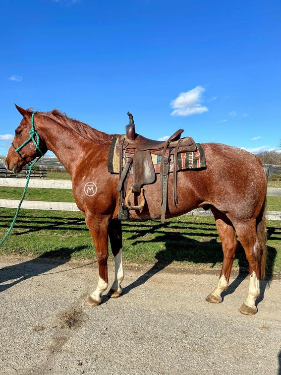 “Our Roan Chance” Moonshine  is a 2014 Red Roan gelding