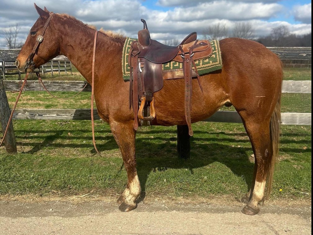 “Max” is a 12 year old branded ranch gelding