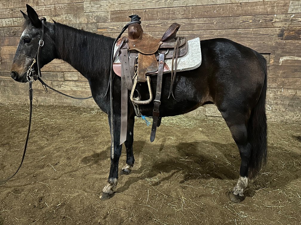 Tina -50 inch pony mare 14 years old