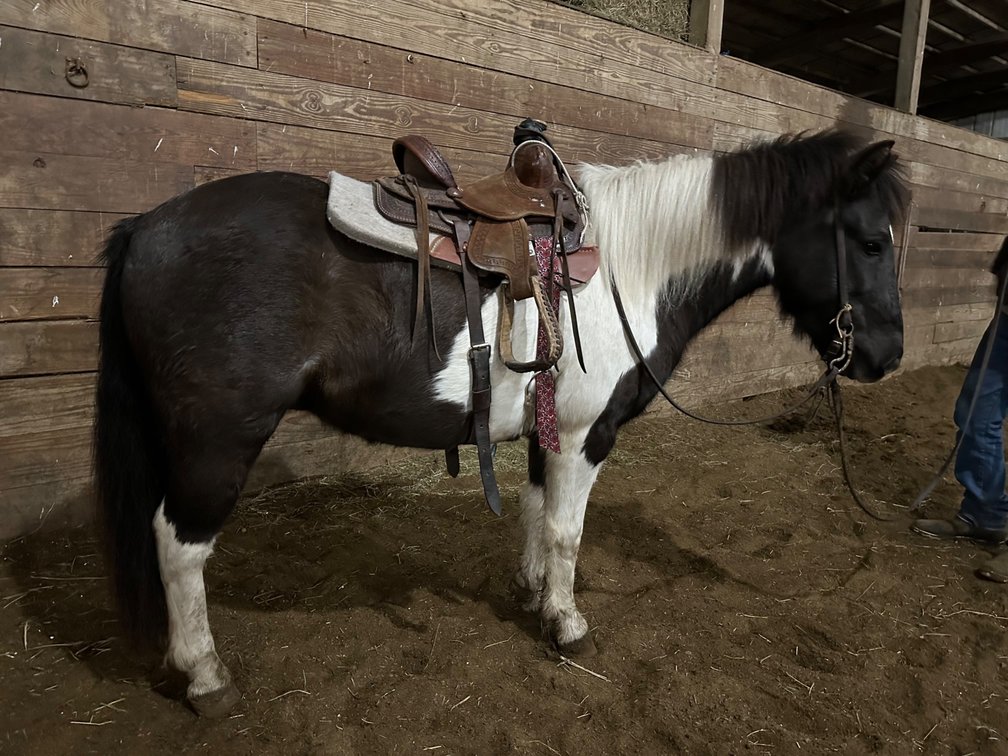 Levi is a 7 year old pony gelding stands 50 inches