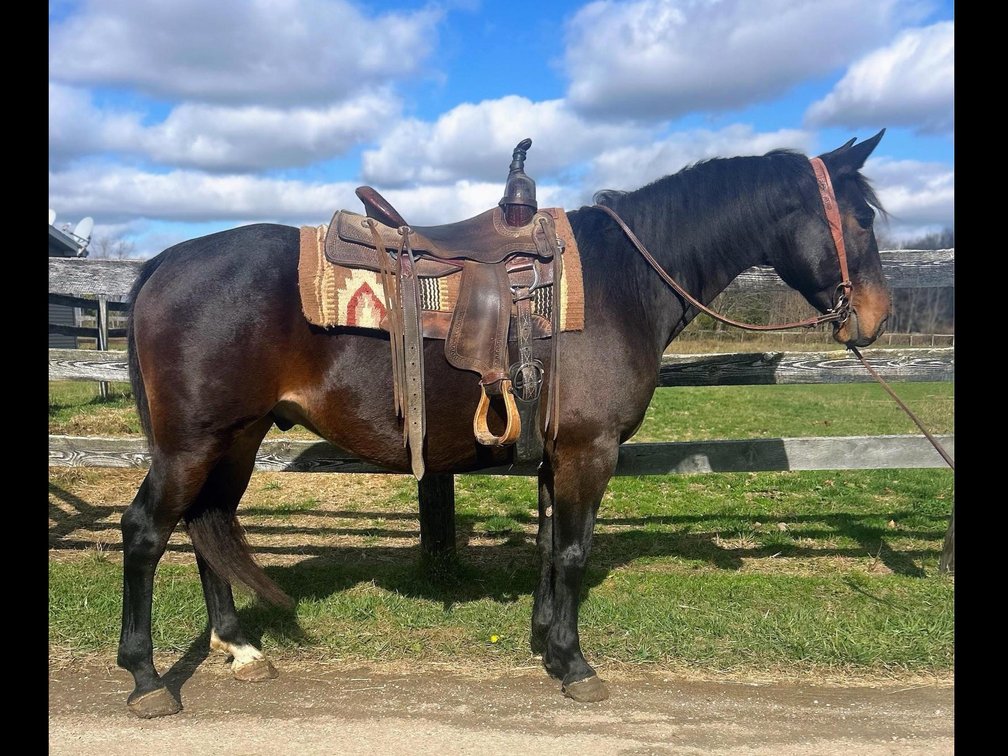 Whiskey  is an 8 year old Percheron x quarter horse cross gelding