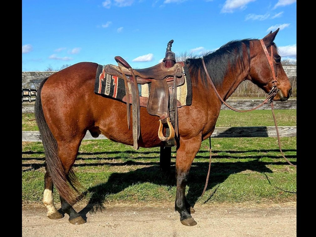 “Simon”is a 9 year old quarter horse gelding