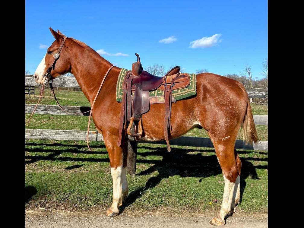 “Bobby” is an 8 year old ranch gelding