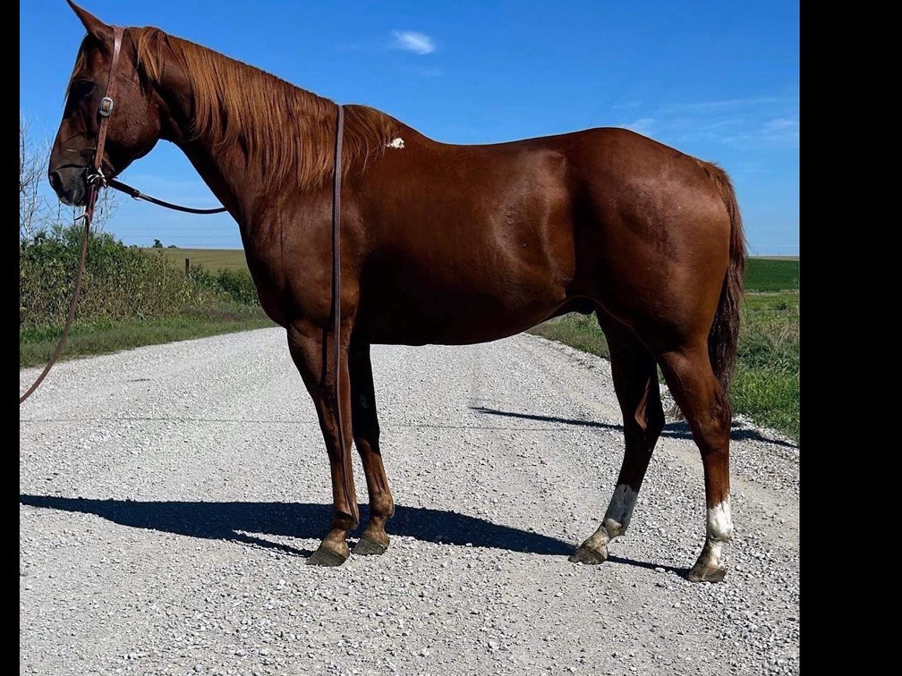 “Montana“ 8yr old QH horse gelding