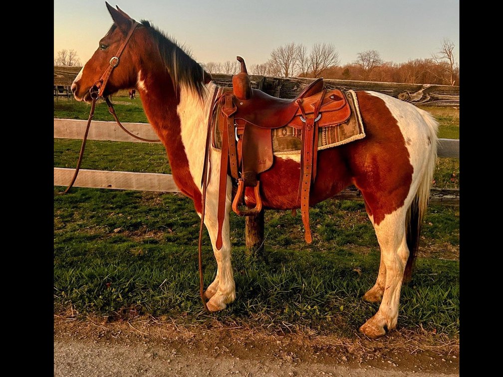 Bella is a 12 year old haflinger cross mare