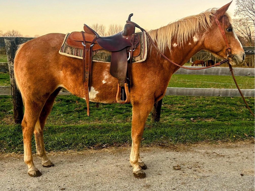 Dixie is a 10 yr old 14,3hh paint mare