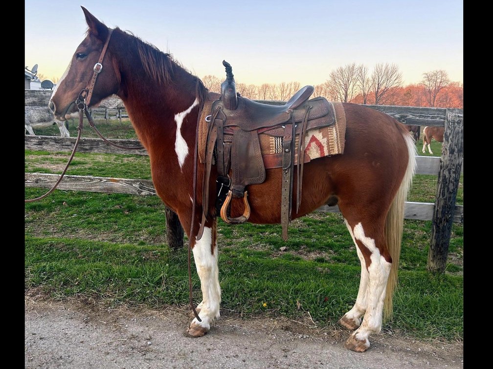 Cookie is a 9 year old paint gelding
