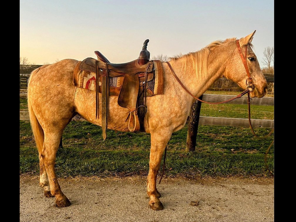 Dolly is a 10 year old quarter horse mare