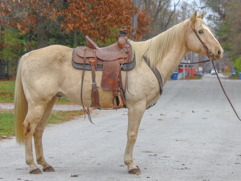 12 year old palomino gelding