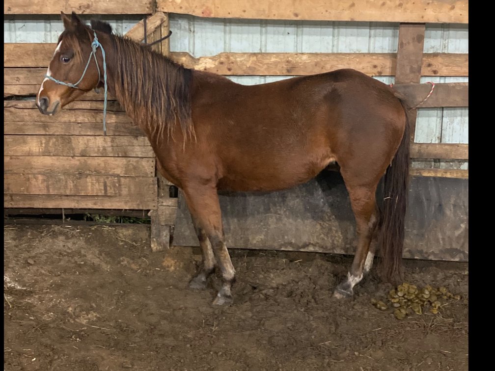 10 year old quarter pony mare. She stands 52” tall