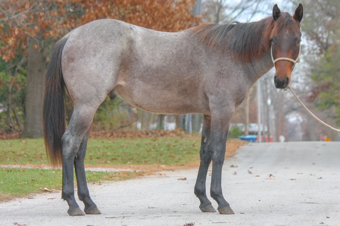 Coming 2 year old stud colt
