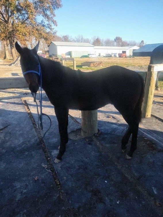 Meet Wrangler … AQHA horse colt born in May 2024