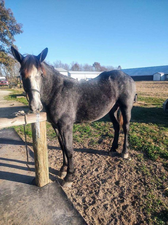 Yearling crossbred Filly. She is an April 2023 baby