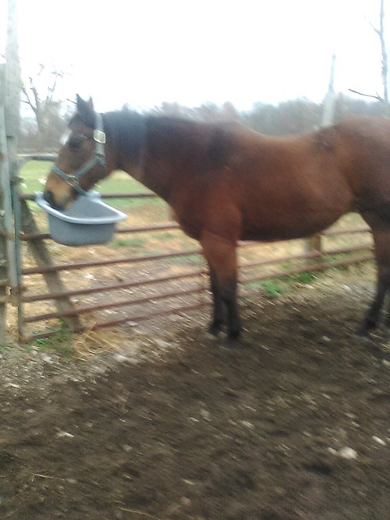 20yr old quarter horse mare 15.1 hands
