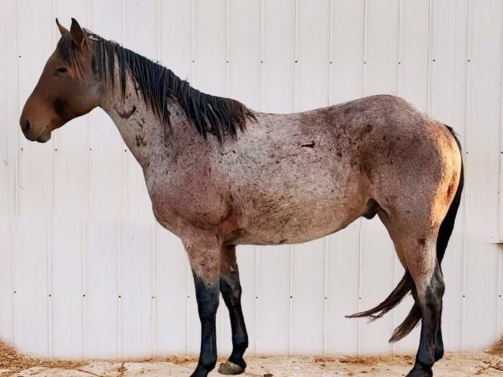 McLoud:  5 yr old big stout beautiful Bay Roan Gelding