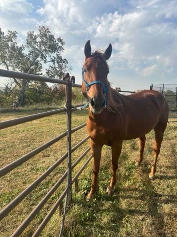  “WALKING ON LACE ⁃ “LACEY “ 5 year old registered Sorrel mare