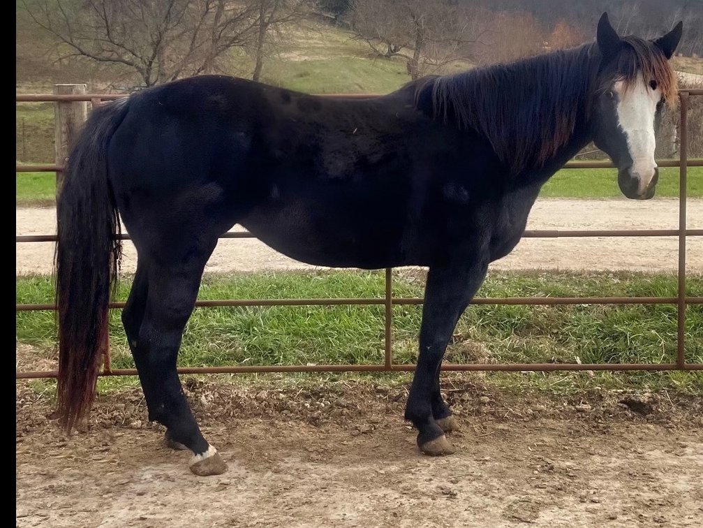 Josephine: Jo is a 7 year old quarter horse  mare