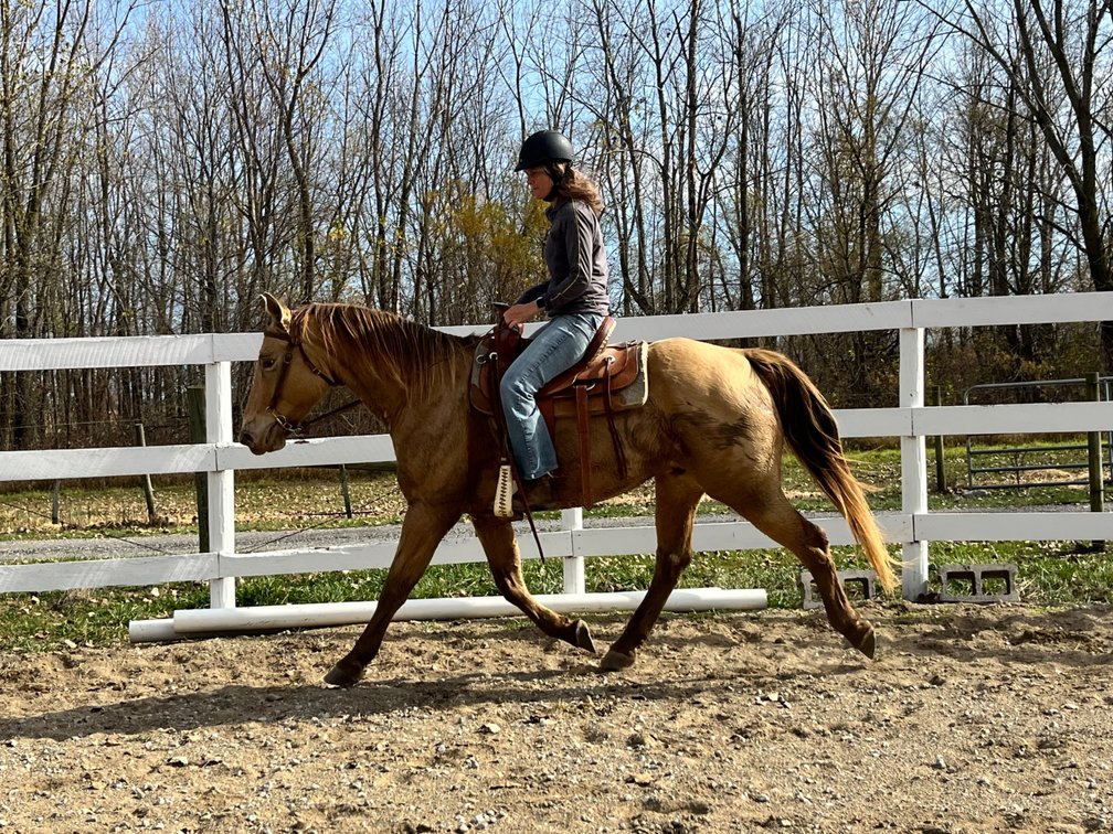 Gorgeous champagne buckskin gelding