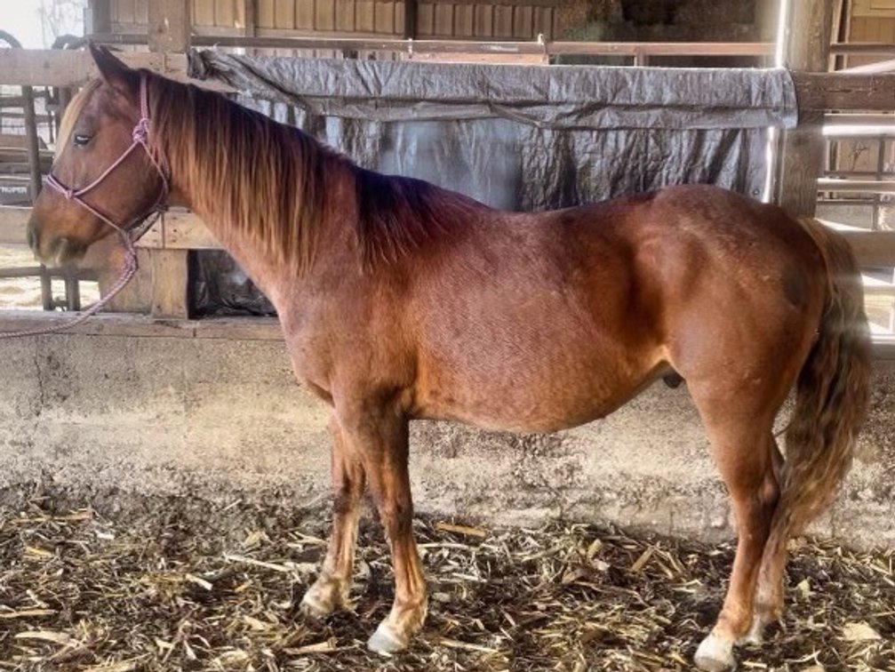 Bart- red roan gelding