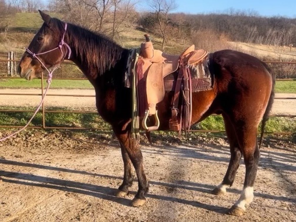 Thorton - 14 year old Bay gelding