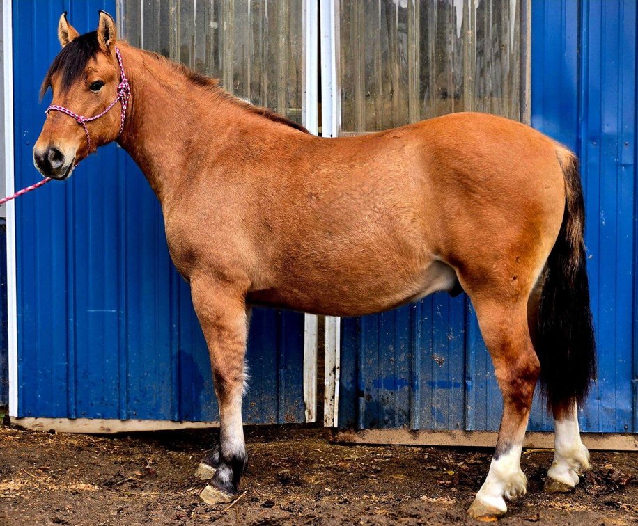  Arlo Just turned 2 year old Fjord x Halflinger gelding