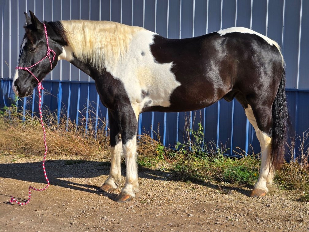  "Big Country"  6 yr old crossbred gelding. Stands 17 
