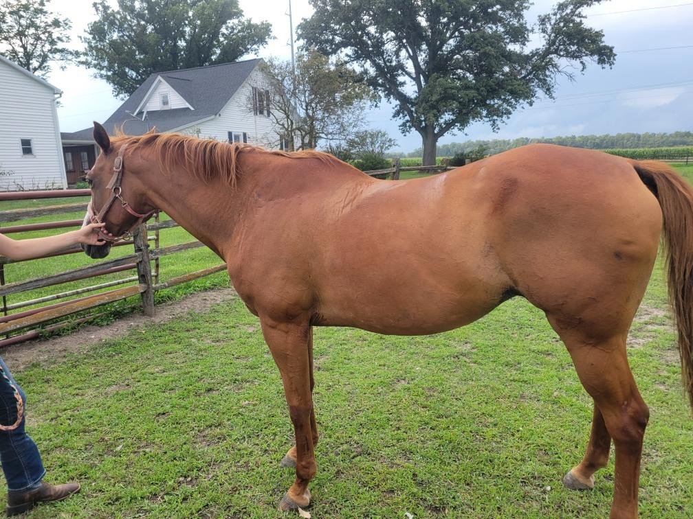 Mickey is a quarter type mare. She is 17 yrs old