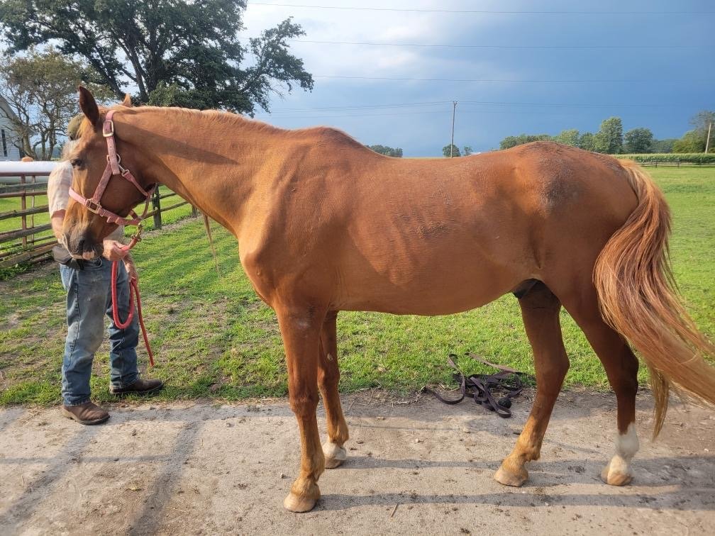 Chief is a 25 yr old ky mountain horse gelding