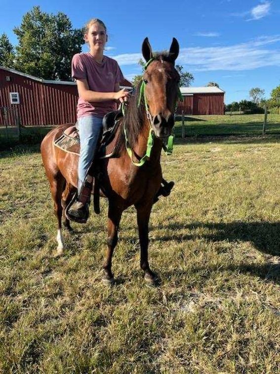 Chip. 5 years old , 13.3 hand pony gelding