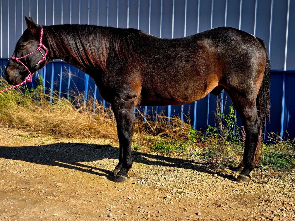 Theo 14 yr old grade blue roan geld. 14.3 hands