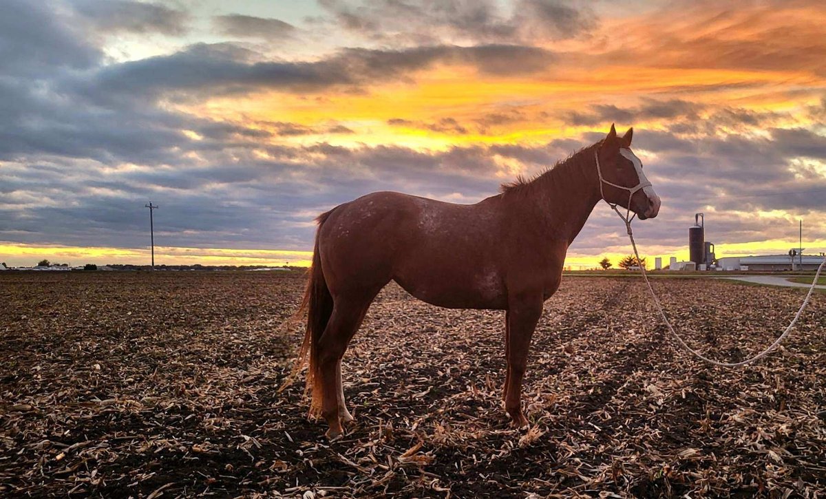 8 year old registered Appaloosa mare