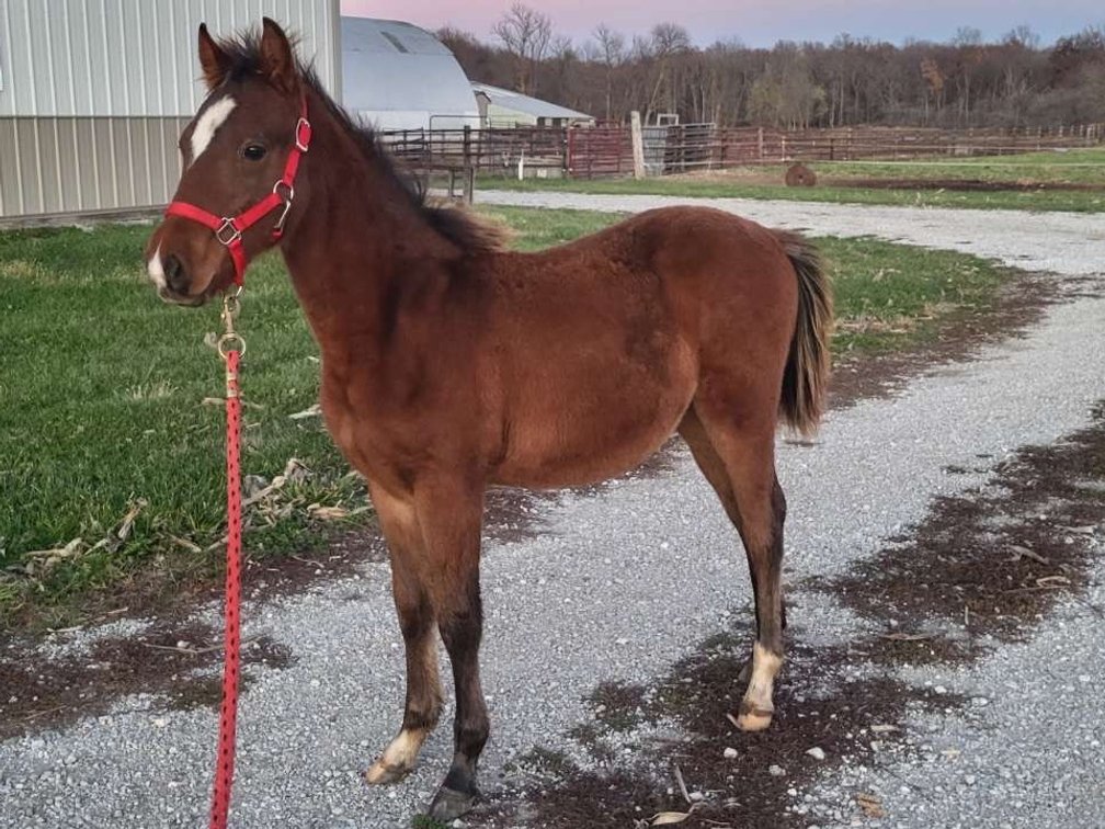 6 month old weanling stud colt