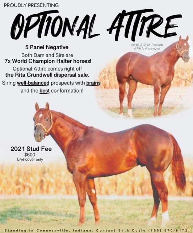 “OPTIONAL ATTIRE” 14 year old AQHA  STALLION
