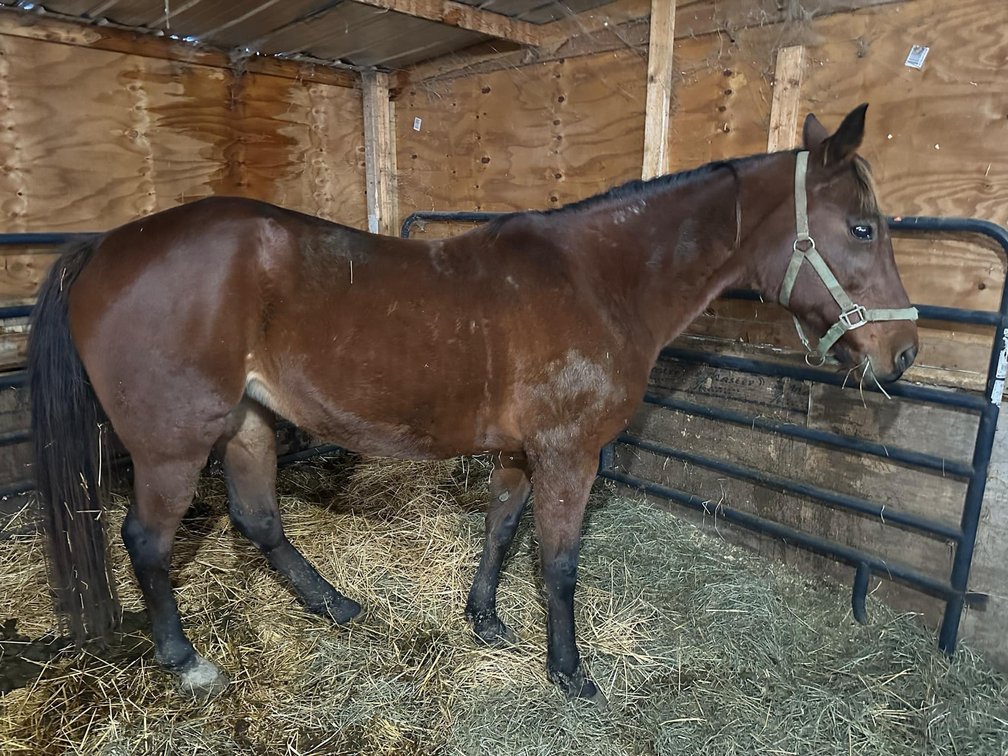17-year-old MARE rides and drives