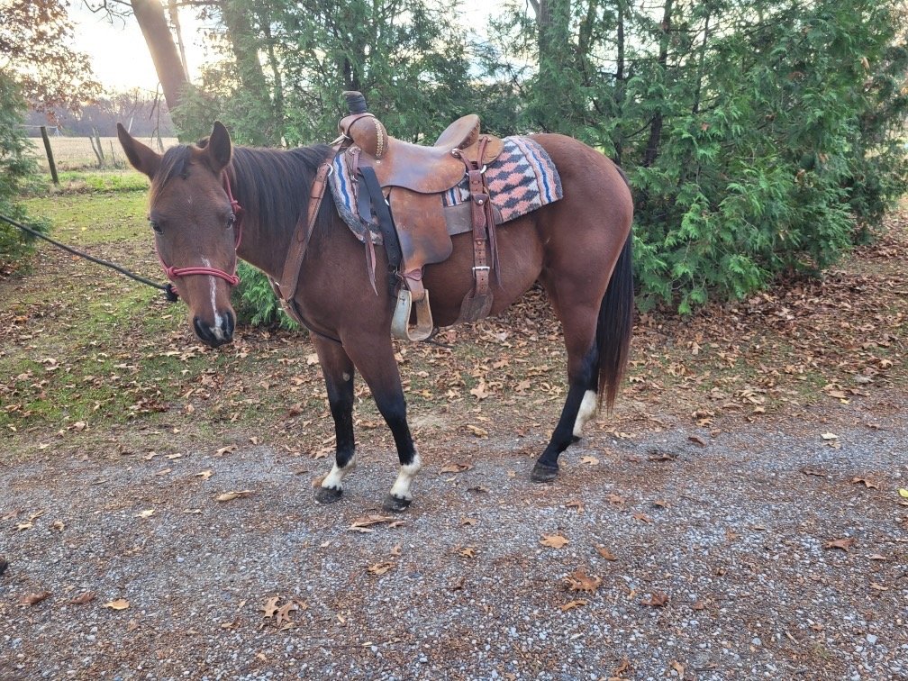 Lil miss is a 4 year old mare. Stands 14.2 hands