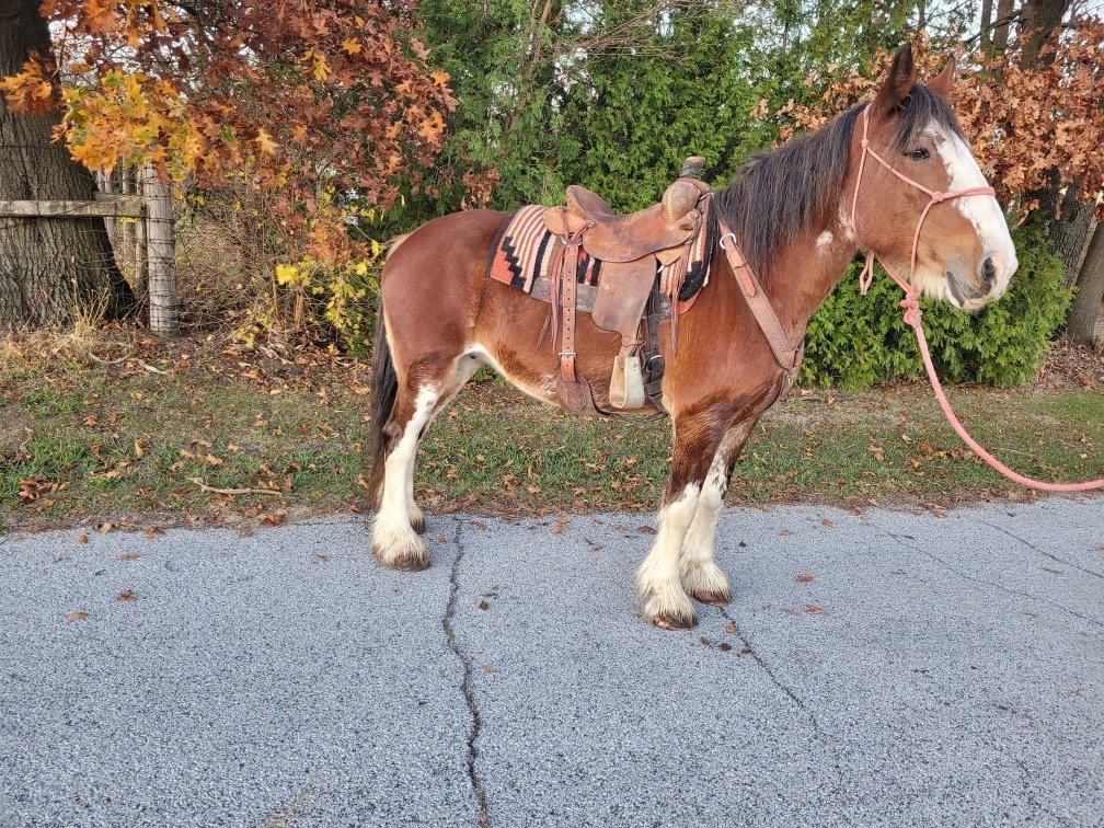 Mable is a 15 year old Clydesdale cross that stands right at 16 hands