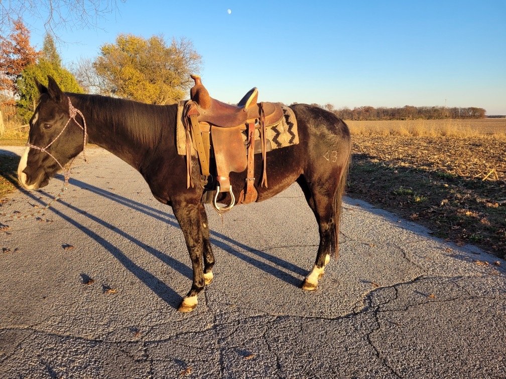Chex is a 5 year old gelding that stands 14.3 hands