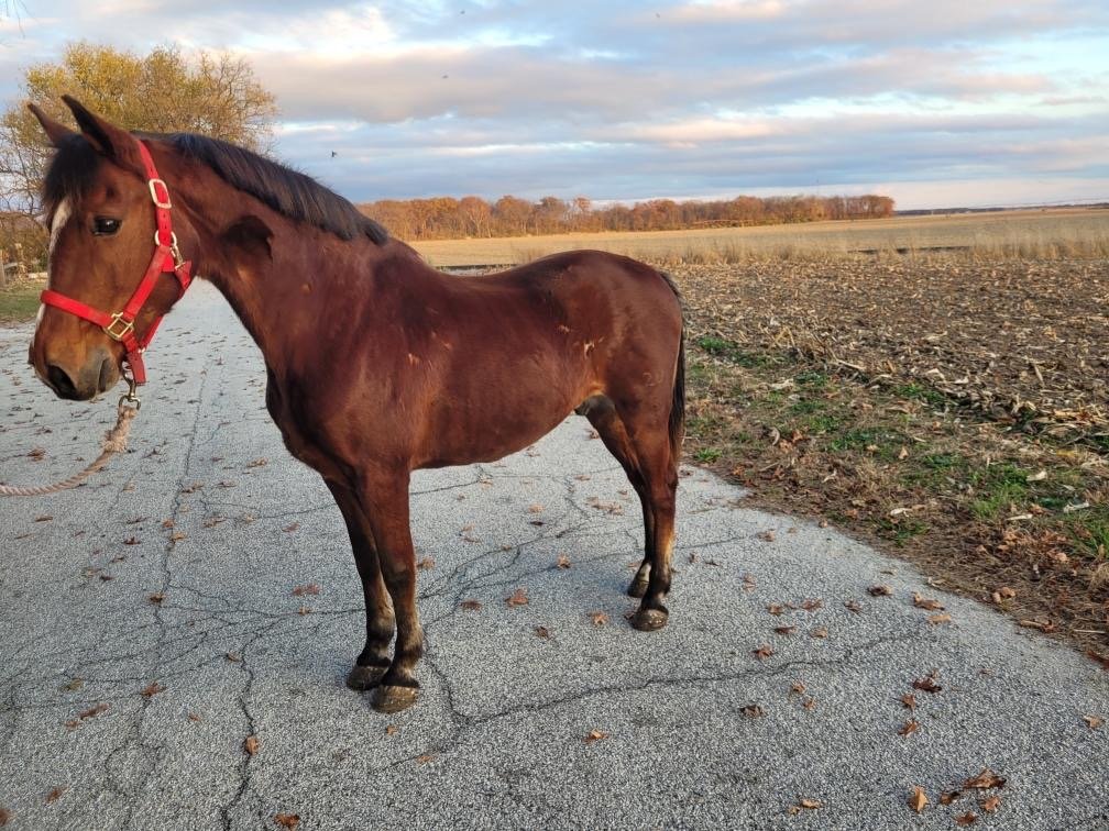 13 year old , Good quiet registered hackney gelding