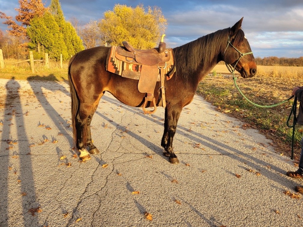 Kate is a 14 year old mare. She stands 15 hands