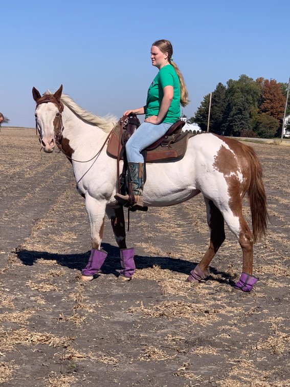 15 year old mare