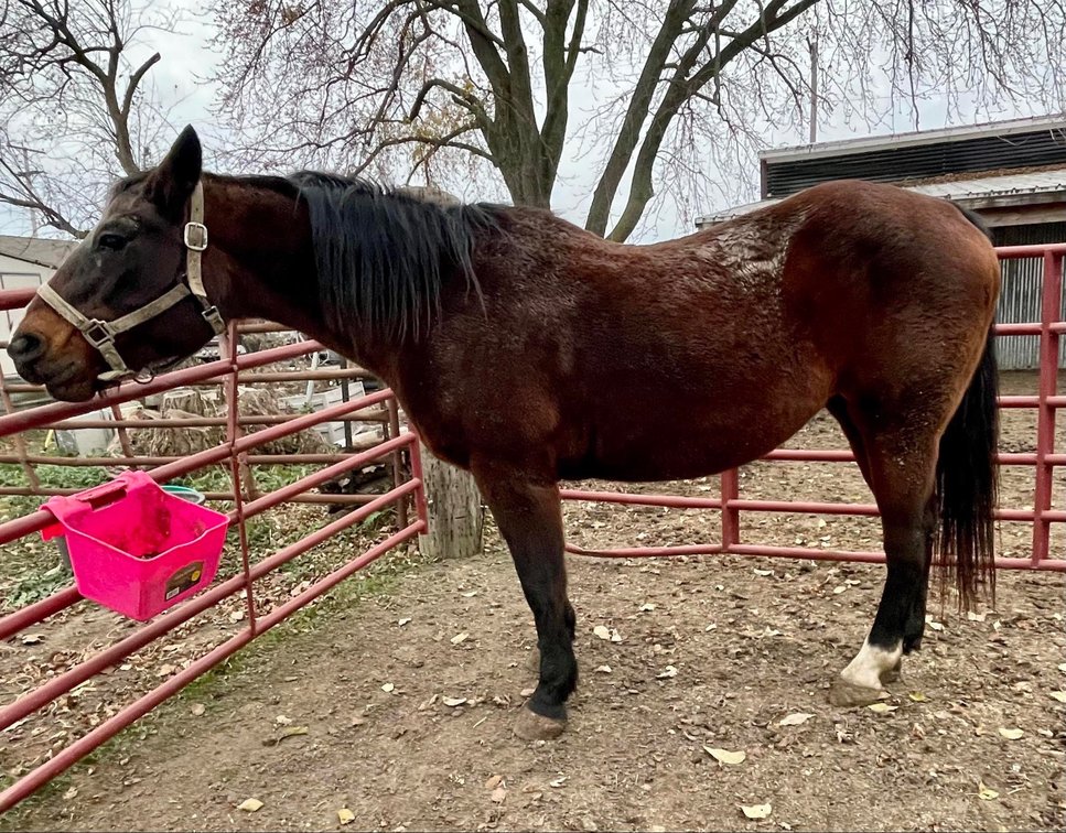 Ruby is a smooth mouth (20ish)QH mare approx 15-15.1H