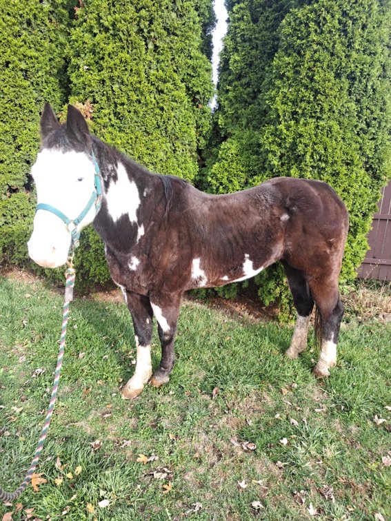 18yr old grade paint gelding.   15.2 hands