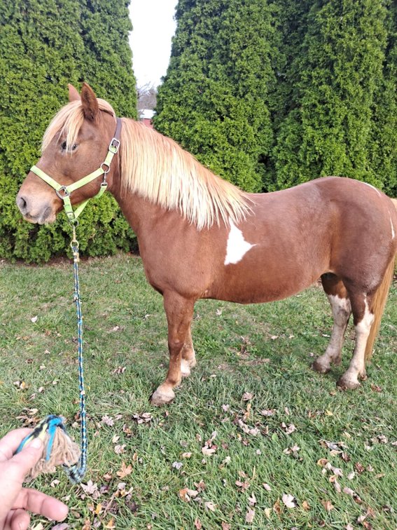 12yr old Registered Gypsy Cross Mare