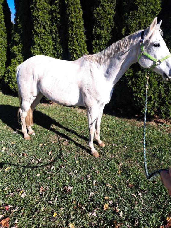15yr old grade QH gelding