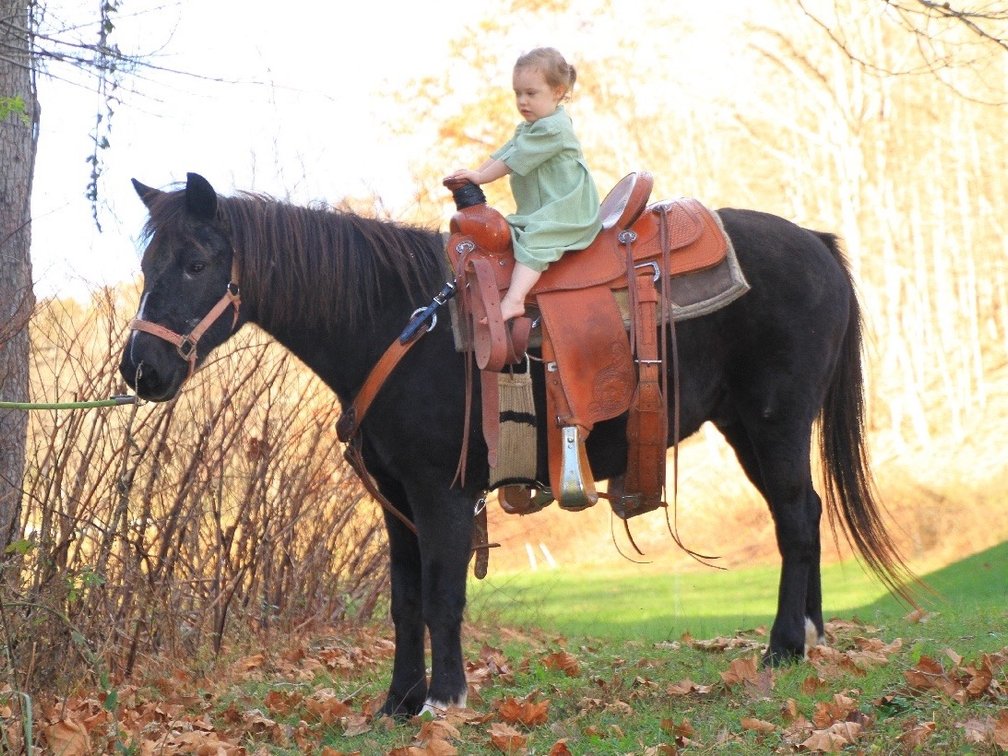 Smooth mouth gelding