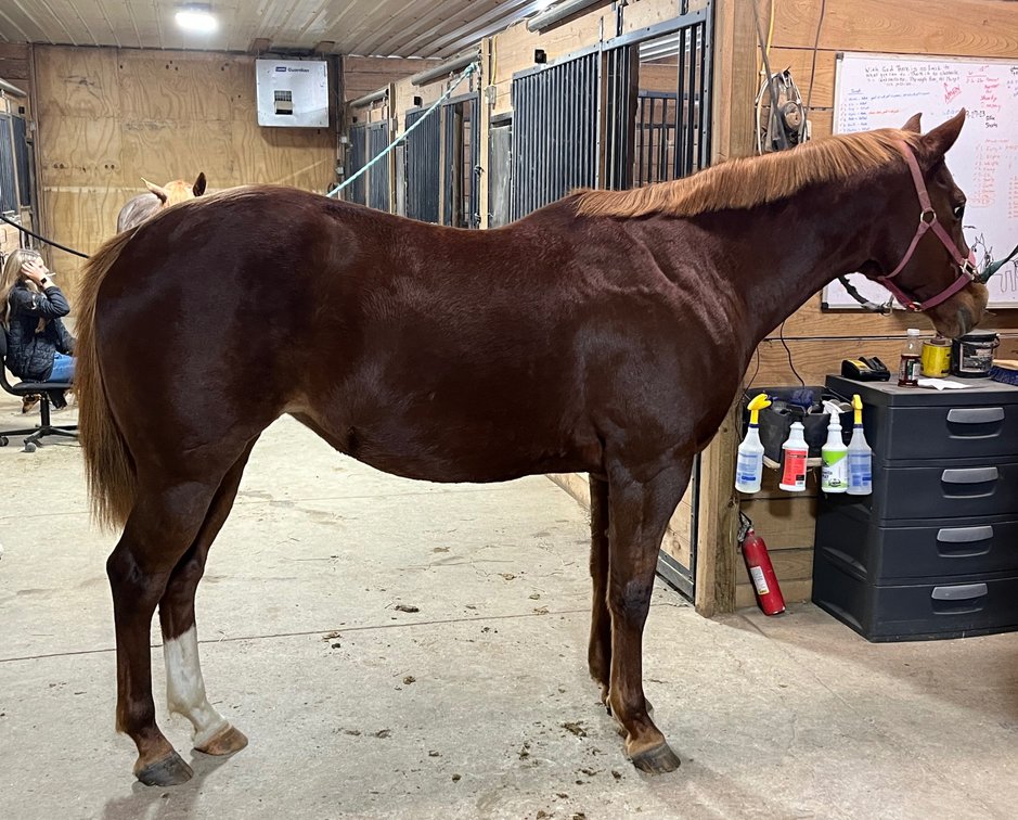 21 year old AQHA mare
