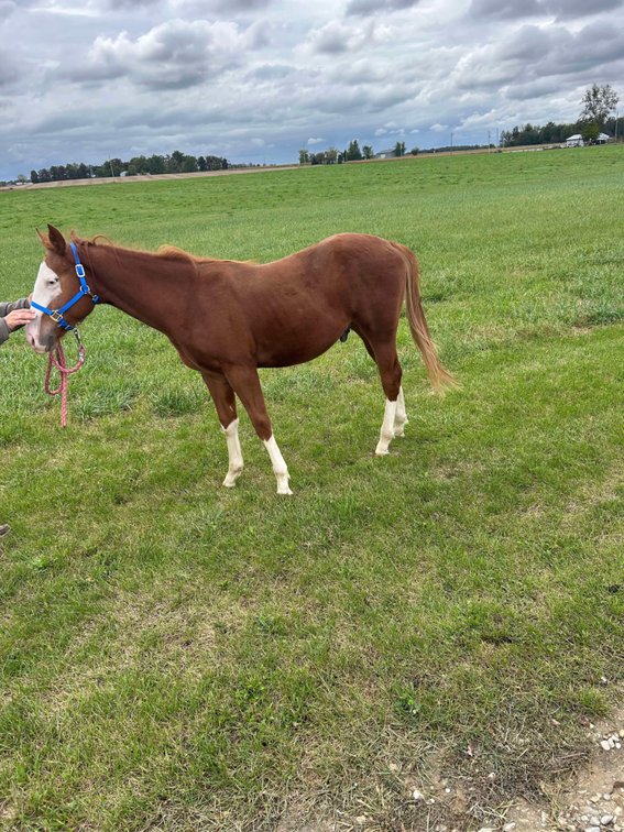 Registered Yearling stud colt